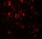 Adhesion Molecule With Ig Like Domain 1 antibody, 7565, ProSci, Immunofluorescence image 