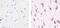 DISC1 Scaffold Protein antibody, 40-6800, Invitrogen Antibodies, Immunohistochemistry paraffin image 