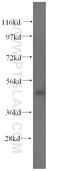 Tektin-4 antibody, 17058-1-AP, Proteintech Group, Western Blot image 