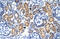 MYC Binding Protein antibody, 27-422, ProSci, Enzyme Linked Immunosorbent Assay image 
