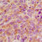 Stathmin 1 antibody, LS-C352444, Lifespan Biosciences, Immunohistochemistry frozen image 
