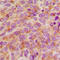 Lag antibody, LS-C352444, Lifespan Biosciences, Immunohistochemistry frozen image 