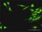 Group XVI phospholipase A2 antibody, H00011145-D01P, Novus Biologicals, Immunofluorescence image 