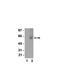 Calmodulin antibody, NBP2-29791, Novus Biologicals, Western Blot image 