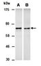 Euchromatic Histone Lysine Methyltransferase 2 antibody, orb67069, Biorbyt, Western Blot image 