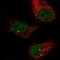 Zinc Finger And BTB Domain Containing 5 antibody, HPA021521, Atlas Antibodies, Immunofluorescence image 