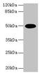 Tu Translation Elongation Factor, Mitochondrial antibody, LS-B13066, Lifespan Biosciences, Western Blot image 