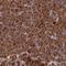 Tubulin Folding Cofactor B antibody, NBP1-85671, Novus Biologicals, Immunohistochemistry frozen image 