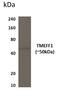 Transmembrane Protein With EGF Like And Two Follistatin Like Domains 1 antibody, GTX53026, GeneTex, Western Blot image 