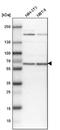 Ubiquitin Specific Peptidase 14 antibody, NBP1-86946, Novus Biologicals, Western Blot image 