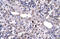 High Mobility Group Box 2 antibody, 27-448, ProSci, Enzyme Linked Immunosorbent Assay image 