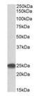 Proteasome Subunit Beta 4 antibody, orb125033, Biorbyt, Western Blot image 