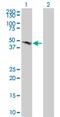 Bone Morphogenetic Protein 7 antibody, MA5-18489, Invitrogen Antibodies, Western Blot image 