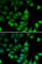 RNA polymerase II RBP8 antibody, 14-929, ProSci, Immunofluorescence image 