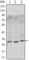CD69 Molecule antibody, MA5-15612, Invitrogen Antibodies, Western Blot image 