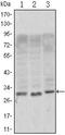 CD69 Molecule antibody, MA5-15612, Invitrogen Antibodies, Western Blot image 