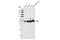 Transcription Factor 7 antibody, 2203P, Cell Signaling Technology, Western Blot image 