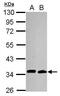 Cell Division Cycle 34 antibody, MA1-23174, Invitrogen Antibodies, Western Blot image 