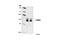 CCAAT Enhancer Binding Protein Beta antibody, 3082S, Cell Signaling Technology, Western Blot image 