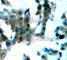 Protein Kinase C Theta antibody, AP0192, ABclonal Technology, Immunohistochemistry paraffin image 