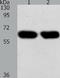 Synaptotagmin 7 antibody, TA324206, Origene, Western Blot image 