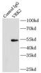 VRK Serine/Threonine Kinase 2 antibody, FNab09452, FineTest, Immunoprecipitation image 