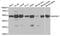 Mitogen-Activated Protein Kinase Kinase 7 antibody, orb48447, Biorbyt, Western Blot image 