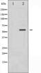 SMAD Family Member 1 antibody, abx011713, Abbexa, Western Blot image 
