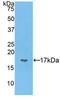 Vasoactive Intestinal Peptide antibody, LS-C296972, Lifespan Biosciences, Western Blot image 