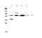 CD200 Molecule antibody, PA5-78967, Invitrogen Antibodies, Western Blot image 