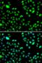 L3MBTL Histone Methyl-Lysine Binding Protein 3 antibody, LS-C346334, Lifespan Biosciences, Immunofluorescence image 