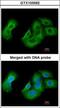 UDP-N-Acetylglucosamine Pyrophosphorylase 1 antibody, GTX103592, GeneTex, Immunocytochemistry image 