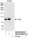 TATA-Box Binding Protein Associated Factor 6 antibody, NB100-60639, Novus Biologicals, Western Blot image 