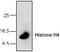 Histone Cluster 4 H4 antibody, TA318932, Origene, Western Blot image 