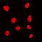 CAP-Gly Domain Containing Linker Protein 1 antibody, orb101438, Biorbyt, Immunofluorescence image 