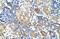 WDVCF antibody, NBP1-58342, Novus Biologicals, Immunohistochemistry frozen image 