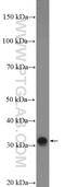 Testis Expressed 33 antibody, 26577-1-AP, Proteintech Group, Western Blot image 