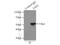 Fas Associated Factor Family Member 2 antibody, 16251-1-AP, Proteintech Group, Immunoprecipitation image 