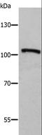ADAM Metallopeptidase With Thrombospondin Type 1 Motif 5 antibody, LS-C402143, Lifespan Biosciences, Western Blot image 