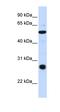Zinc Finger Containing Ubiquitin Peptidase 1 antibody, orb324819, Biorbyt, Western Blot image 