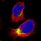 Olfactomedin Like 2A antibody, NBP1-84654, Novus Biologicals, Immunocytochemistry image 