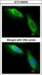 Eukaryotic Translation Elongation Factor 1 Beta 2 antibody, GTX106535, GeneTex, Immunocytochemistry image 