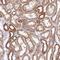 Zinc Finger Protein 211 antibody, PA5-52818, Invitrogen Antibodies, Immunohistochemistry frozen image 