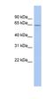 Monoamine Oxidase A antibody, orb330822, Biorbyt, Western Blot image 