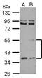 Angiopoietin-related protein 3 antibody, GTX108986, GeneTex, Western Blot image 