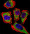 Carbonic Anhydrase 2 antibody, LS-C168239, Lifespan Biosciences, Immunofluorescence image 