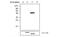 Protein Tyrosine Phosphatase Non-Receptor Type 2 antibody, MA5-17249, Invitrogen Antibodies, Western Blot image 