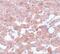 Cell Division Cycle 16 antibody, GTX17065, GeneTex, Immunohistochemistry paraffin image 