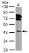 Ring Finger Protein 1 antibody, NBP2-20164, Novus Biologicals, Western Blot image 