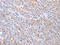 Actin Like 8 antibody, CSB-PA022273, Cusabio, Immunohistochemistry frozen image 